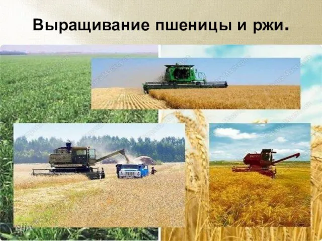 Выращивание пшеницы и ржи.