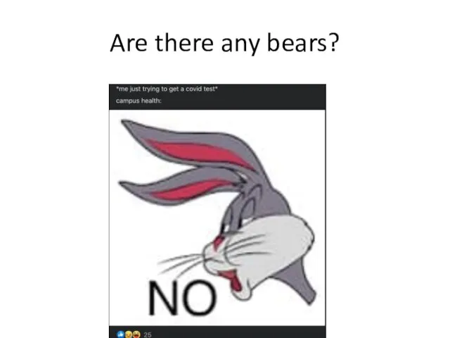 Are there any bears?