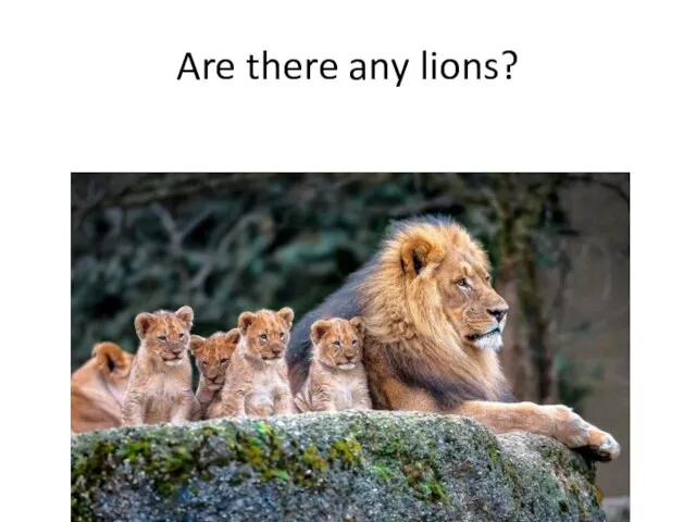 Are there any lions?