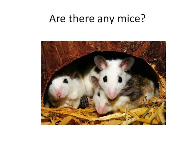 Are there any mice?