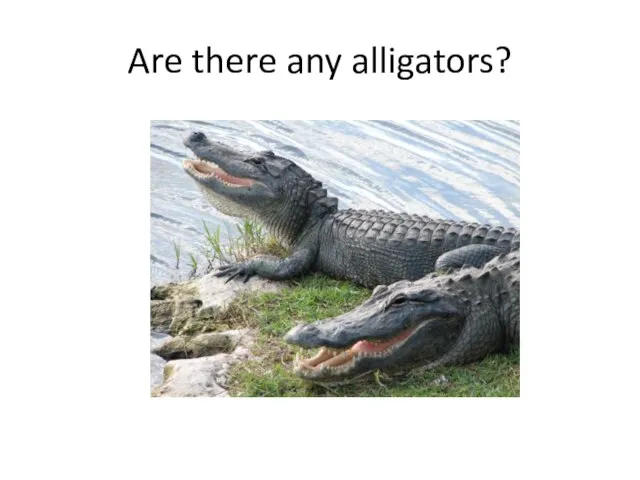 Are there any alligators?
