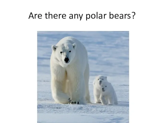 Are there any polar bears?