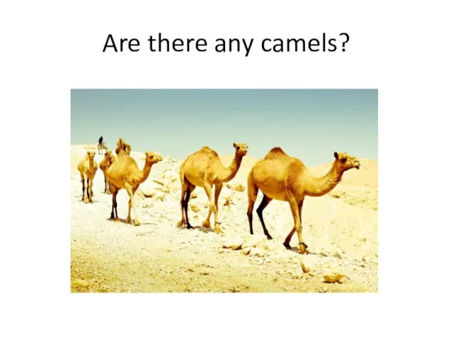 Are there any camels?