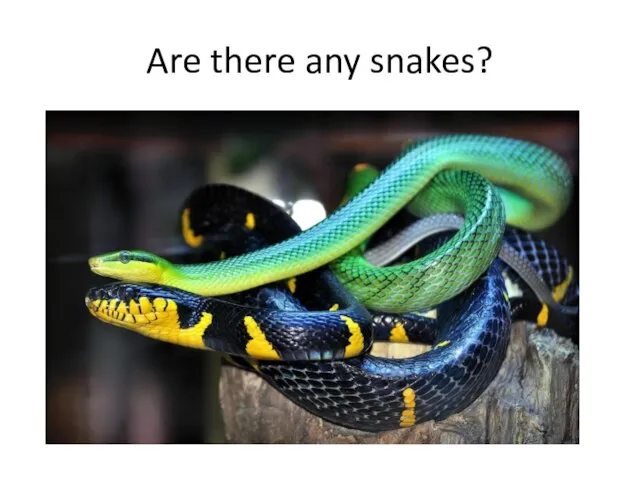 Are there any snakes?