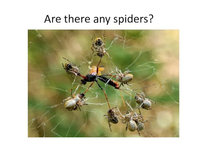Are there any spiders?