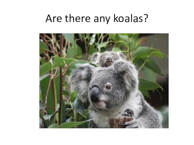Are there any koalas?
