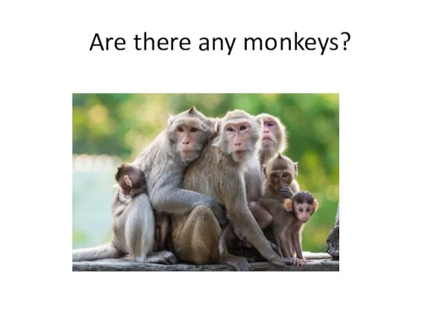 Are there any monkeys?