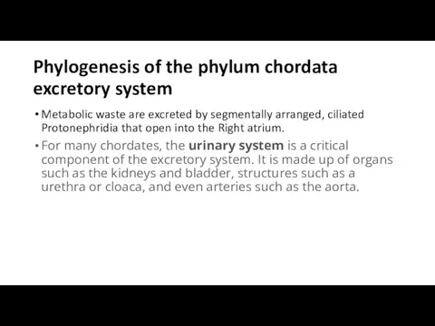 Phylogenesis of the phylum chordata excretory system Metabolic waste are excreted by