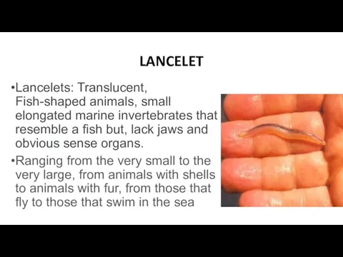 LANCELET Lancelets: Translucent, Fish-shaped animals, small elongated marine invertebrates that resemble a