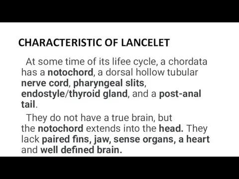 CHARACTERISTIC OF LANCELET At some time of its lifee cycle, a chordata