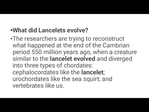 What did Lancelets evolve? The researchers are trying to reconstruct what happened