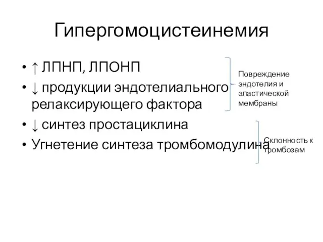 Гипергомоцистеинемия ↑ ЛПНП, ЛПОНП ↓ продукции эндотелиального релаксирующего фактора ↓ синтез простациклина