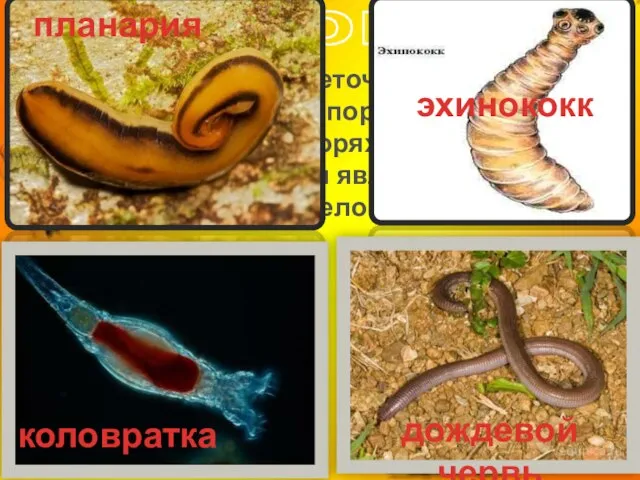 Черви Черви – группа многоклеточных животных с вытянутым телом, без опорных образований.