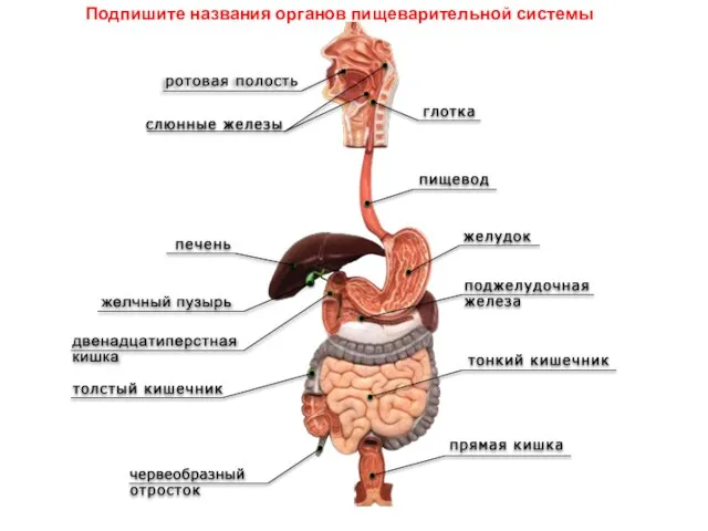 Подпишите названия органов пищеварительной системы