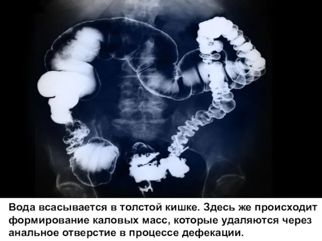 Вода всасывается в толстой кишке. Здесь же происходит формирование каловых масс, которые