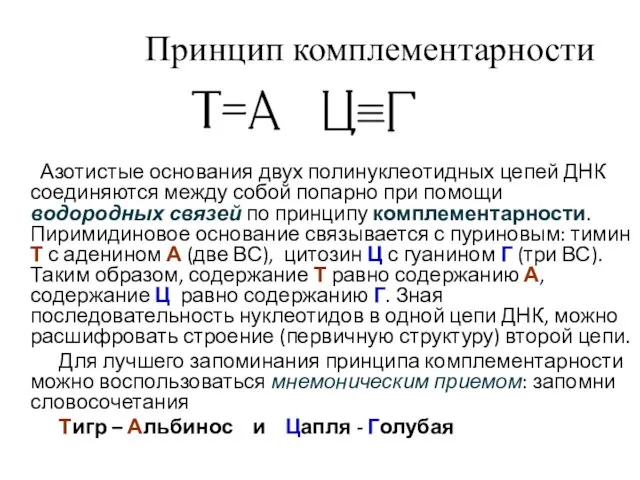 Принцип комплементарности Азотистые основания двух полинуклеотидных цепей ДНК соединяются между собой попарно