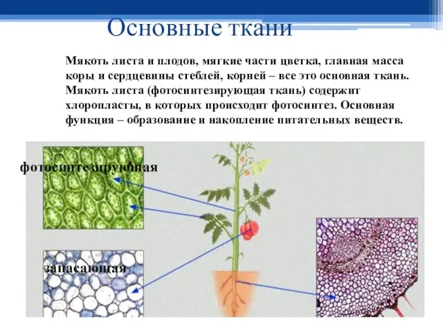 Основные ткани фотосинтезирующая запасающая Мякоть листа и плодов, мягкие части цветка, главная