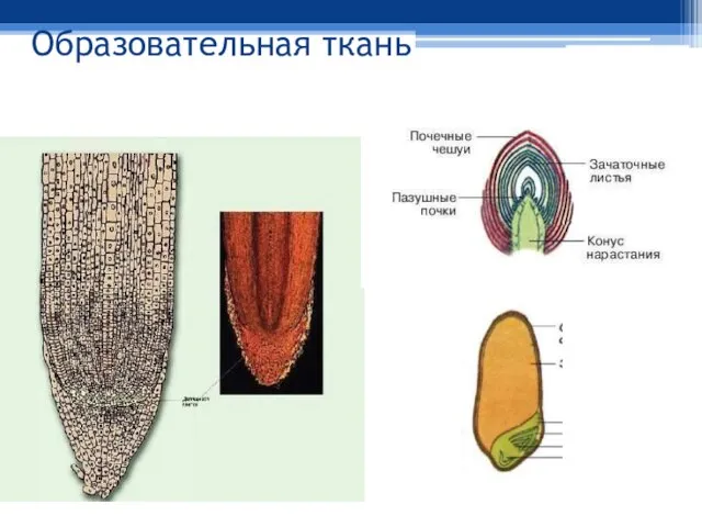 Образовательная ткань