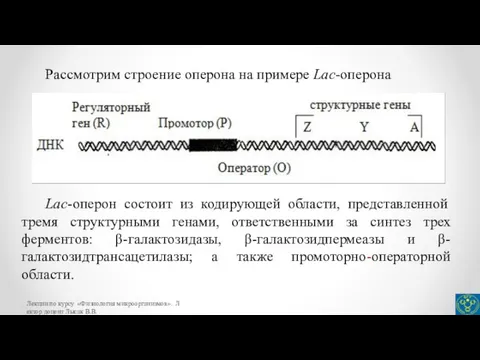 Рассмотрим строение оперона на примере Lac-оперона Lac-оперон состоит из кодирующей области, представленной