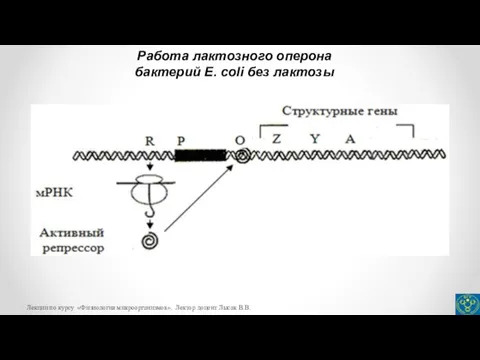 Работа лактозного оперона бактерий E. coli без лактозы Лекции по курсу «Физиология