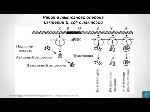 Работа лактозного оперона бактерий E. coli c лактозой Лекции по курсу «Физиология