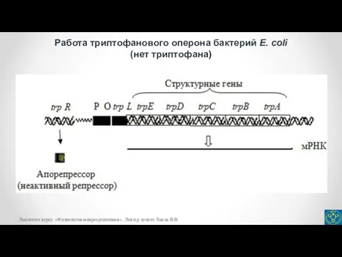 Работа триптофанового оперона бактерий E. coli (нет триптофана) Лекции по курсу «Физиология