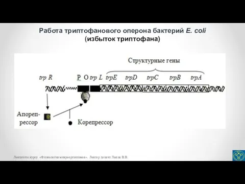 Работа триптофанового оперона бактерий E. coli (избыток триптофана) Лекции по курсу «Физиология