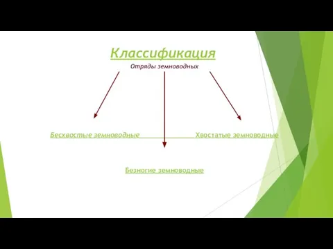 Классификация Отряды земноводных Бесхвостые земноводные Хвостатые земноводные Безногие земноводные