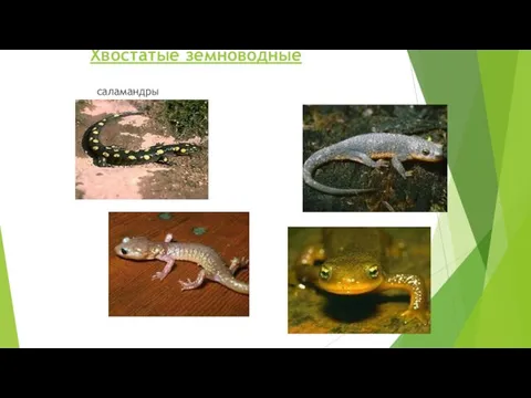 Хвостатые земноводные саламандры тритоны