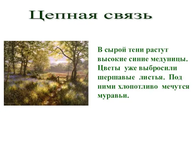 В сырой тени растут высокие синие медуницы. Цветы уже выбросили шершавые листья.