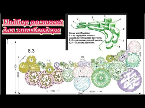 Подбор растений для миксбордера