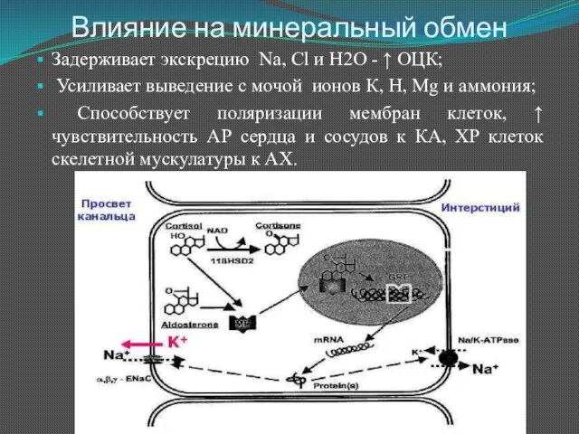 Влияние на минеральный обмен Задерживает экскрецию Nа, Сl и Н2О - ↑