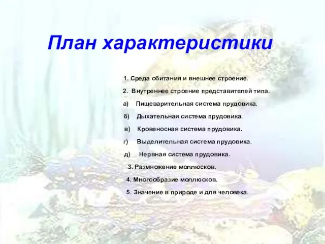 План характеристики 1. Среда обитания и внешнее строение. 2. Внутреннее строение представителей