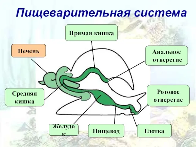 Пищеварительная система Анальное отверстие Ротовое отверстие Глотка Пищевод Желудок Средняя кишка Прямая кишка Печень