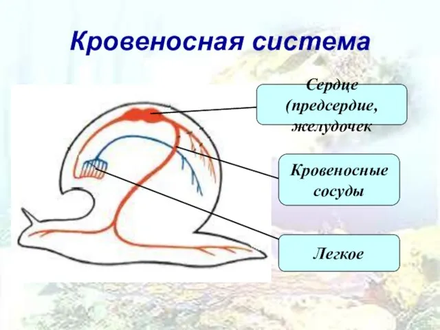 Кровеносная система Сердце (предсердие, желудочек Кровеносные сосуды Легкое