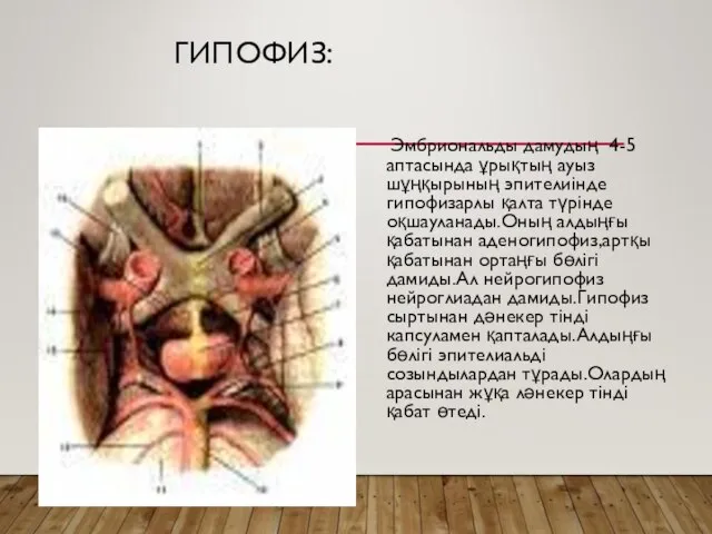 ГИПОФИЗ: Эмбриональды дамудың 4-5 аптасында ұрықтың ауыз шұңқырының эпителиінде гипофизарлы қалта түрінде