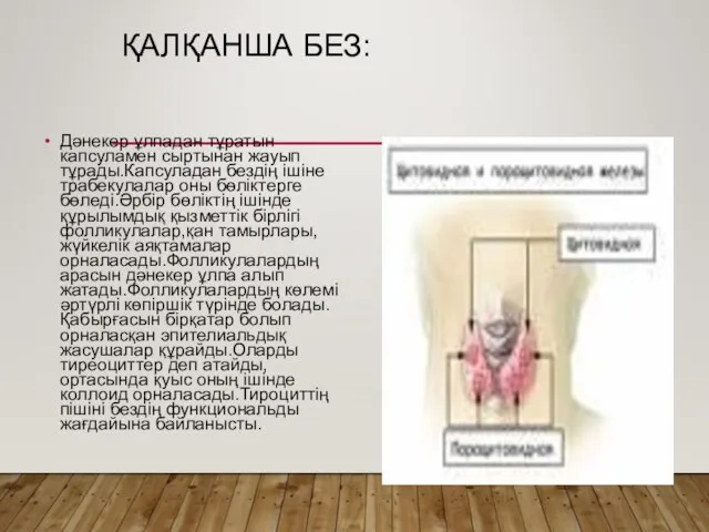 ҚАЛҚАНША БЕЗ: Дәнекер ұлпадан тұратын капсуламен сыртынан жауып тұрады.Капсуладан бездің ішіне трабекулалар