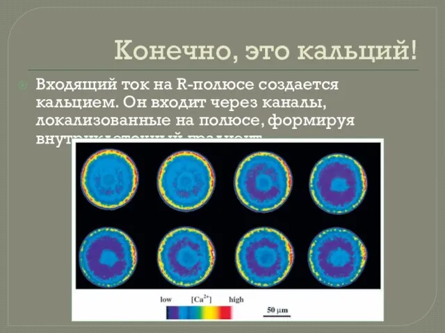 Входящий ток на R-полюсе создается кальцием. Он входит через каналы, локализованные на