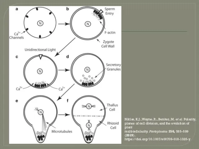 Niklas, K.J., Wayne, R., Benítez, M. et al. Polarity, planes of cell