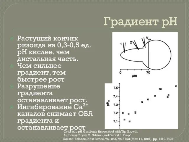 Градиент рН Растущий кончик ризоида на 0,3-0,5 ед. рН кислее, чем дистальная