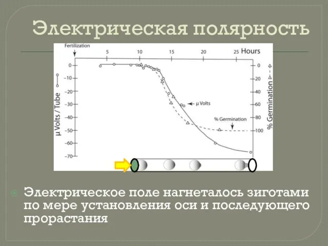 Электрическая полярность Электрическое поле нагнеталось зиготами по мере установления оси и последующего прорастания