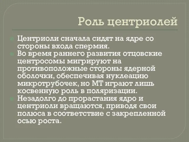 Роль центриолей Центриоли сначала сидят на ядре со стороны входа спермия. Во