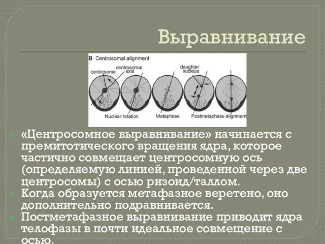 Выравнивание «Центросомное выравнивание» начинается с премитотического вращения ядра, которое частично совмещает центросомную