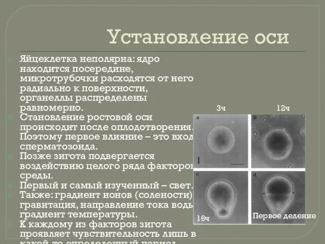 Установление оси Яйцеклетка неполярна: ядро находится посередине, микротрубочки расходятся от него радиально
