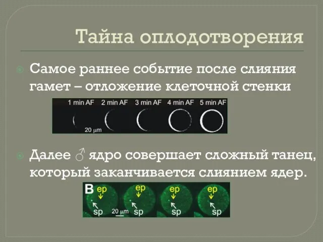 Тайна оплодотворения Самое раннее событие после слияния гамет – отложение клеточной стенки