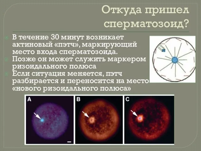 Откуда пришел сперматозоид? В течение 30 минут возникает актиновый «пэтч», маркирующий место