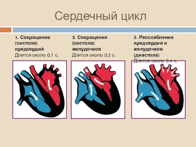 Сердечный цикл 1. Сокращение (систола) предсердий Длится около 0.1 с. 2. Сокращение