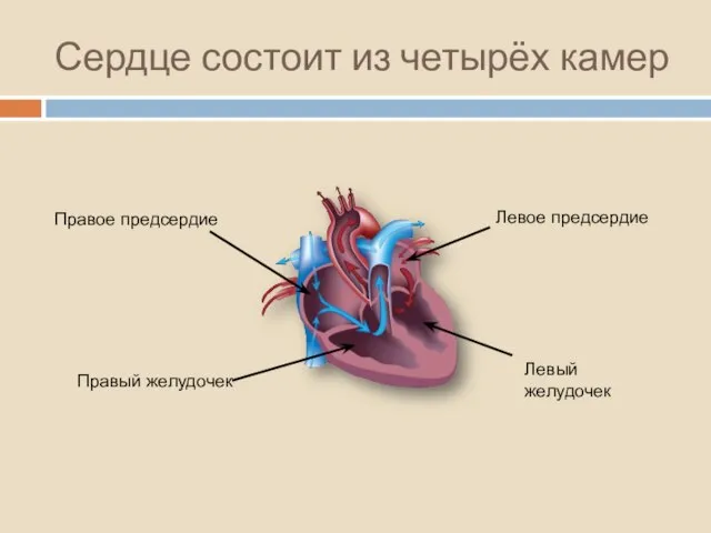 Сердце состоит из четырёх камер Правый желудочек Правое предсердие Левое предсердие Левый желудочек