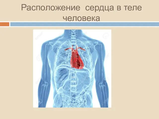 Расположение сердца в теле человека
