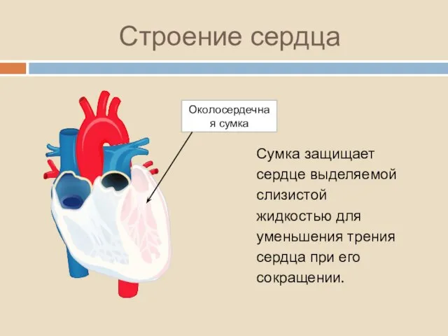 Строение сердца Околосердечная сумка Сумка защищает сердце выделяемой слизистой жидкостью для уменьшения
